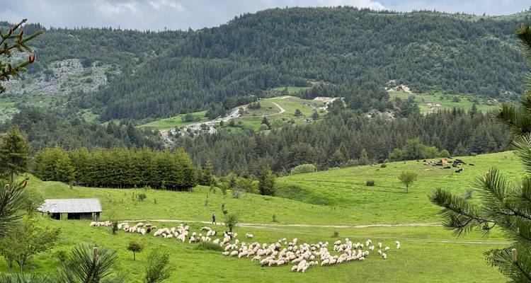 Een grote kudde schapen graast op felgroene weiden omgeven door dichte naaldbossen.