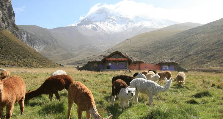 Alpacas graze on a lush high-altitude meadow in front of a small thatched lodge with a snow-capped Andean peak towering behind.