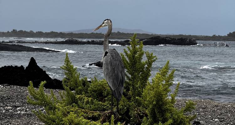 Great blue heron stands on lava shore against choppy ocean and gray sky.