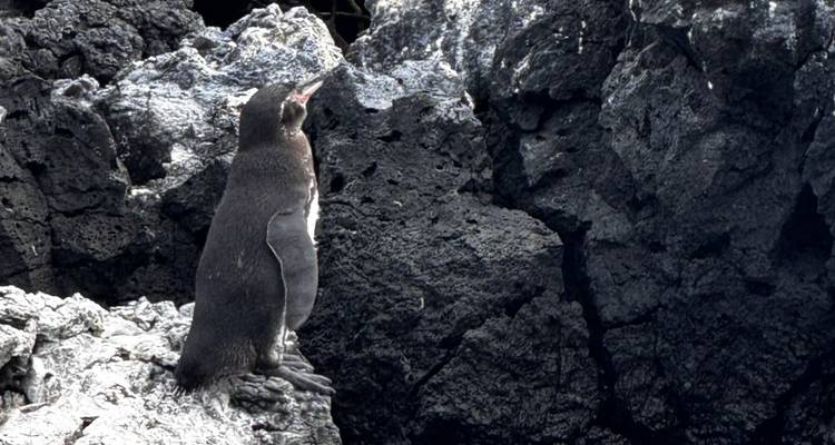 Galapagos penguin perched on rugged black lava outcrop.