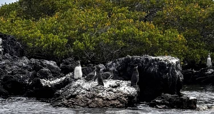 Cluster of penguins and seabirds on white-stained lava rocks beside mangroves.