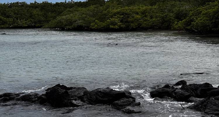 Quiet mangrove lagoon with barely visible wildlife heads poking above the water.