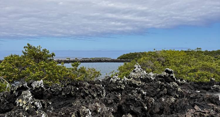 View across a shallow bay bordered by green mangroves and black lava.