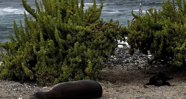 Sea lion resting on sand beside dense green shrub with waves beyond.