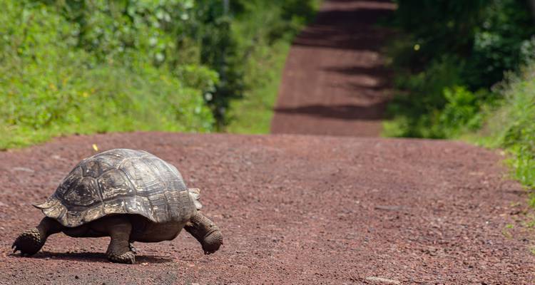 Giant tortoise crossing a reddish dirt track through lush vegetation.
