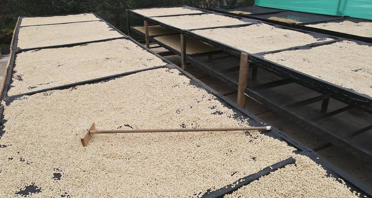 Camas de secado elevadas cubiertas con granos de café pálidos siendo rastrillados bajo el sol.