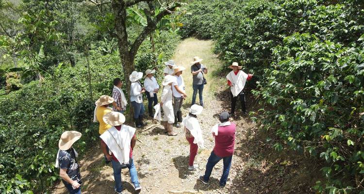 Los visitantes con ponchos se paran entre los árboles de café durante un recorrido por la plantación.