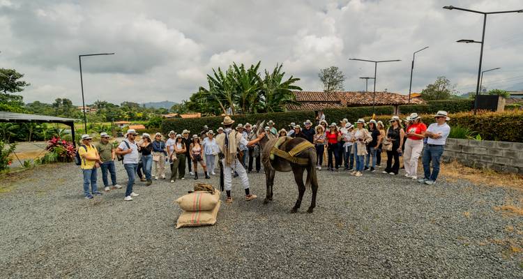 Demonstration of loading sacks onto a mule while a tour group watches on a gravel lot.