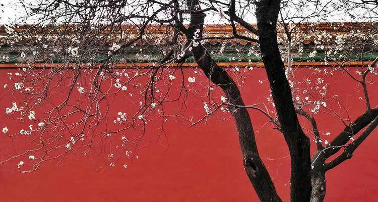 Arbre en fleurs contre un mur rouge dans un cadre traditionnel.