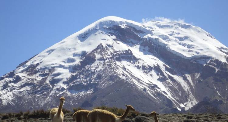 Vicunas graze before the towering snow-covered summit of Chimborazo under a clear blue sky.