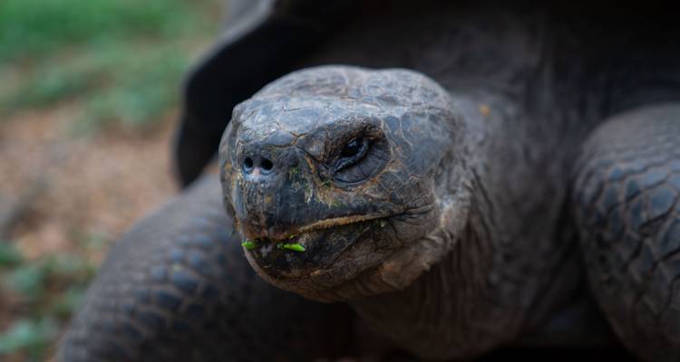Close-up portrait of a Galapagos giant tortoise chewing green leaves