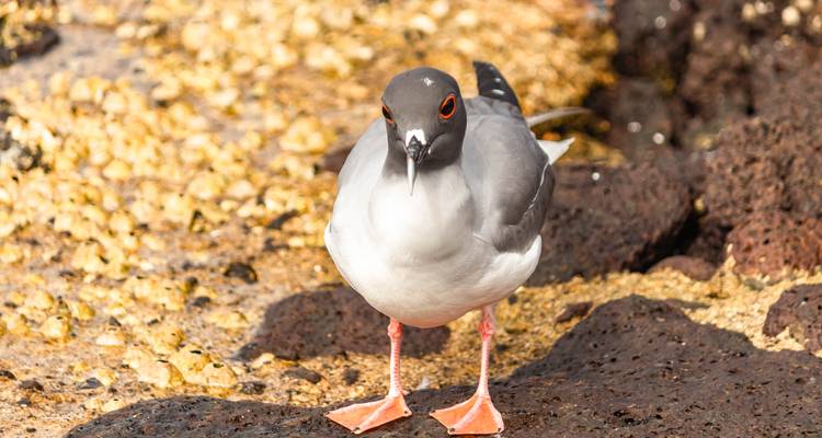 Grey gull with orange eye ring stands on volcanic rock by the sea