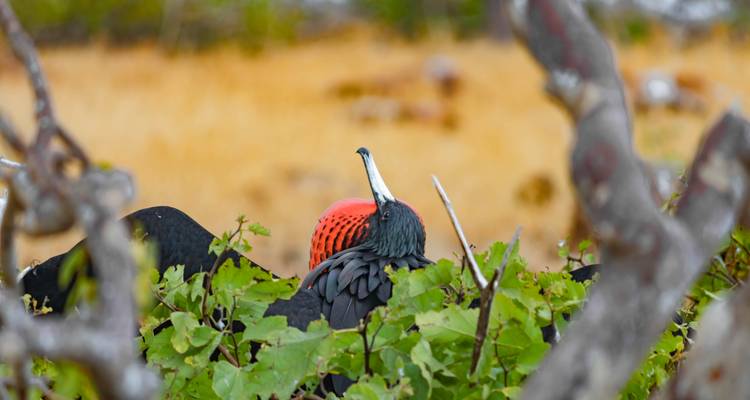 Male frigatebird with inflated red gular pouch sits among green foliage