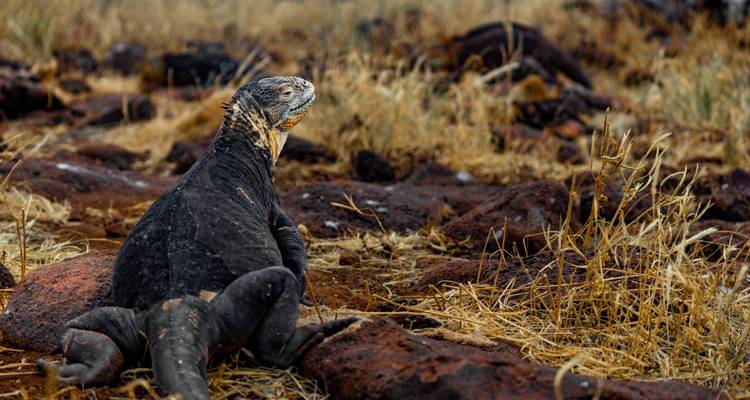 Galapagos land iguana rests on reddish volcanic rocks amid dry grass