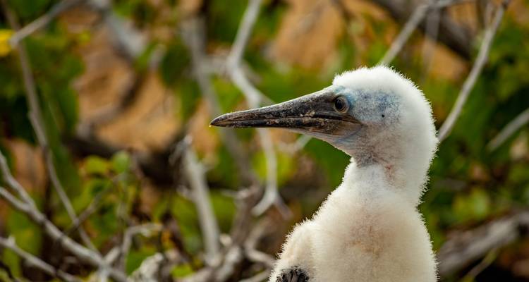 Close view of fluffy seabird chick among branches in the Galapagos