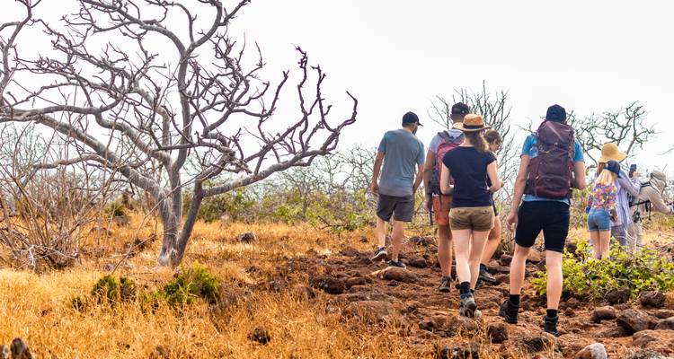 Back view of hikers walking through dry, golden terrain with bare trees in the Galapagos
