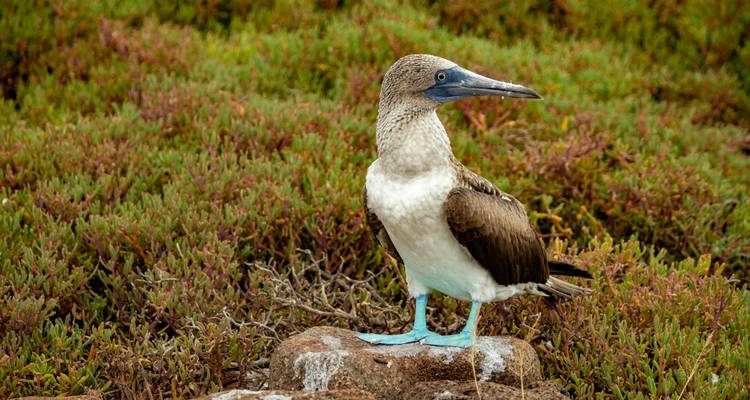 Blue-footed booby standing on a rock amid green groundcover vegetation
