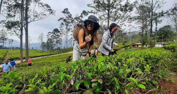Personas recogiendo hojas de té en una plantación de té.