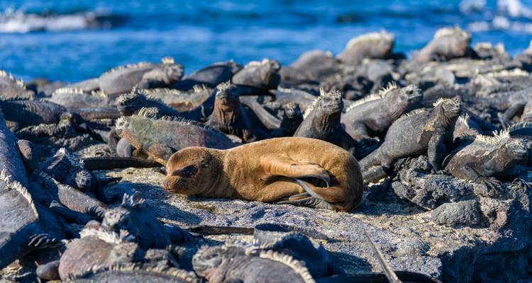 Robbe liegt zwischen Meeresechsen an einer felsigen Küste.