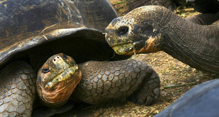 Nahaufnahme von zwei Schildkröten bei der Interaktion.