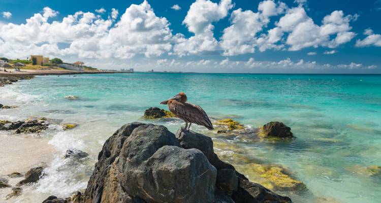 Vogel steht auf Felsen am türkisfarbenen Meer.