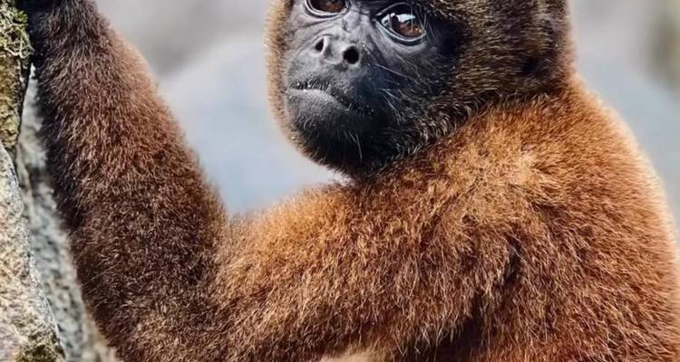 Gros plan d'un singe laineux sur une branche.