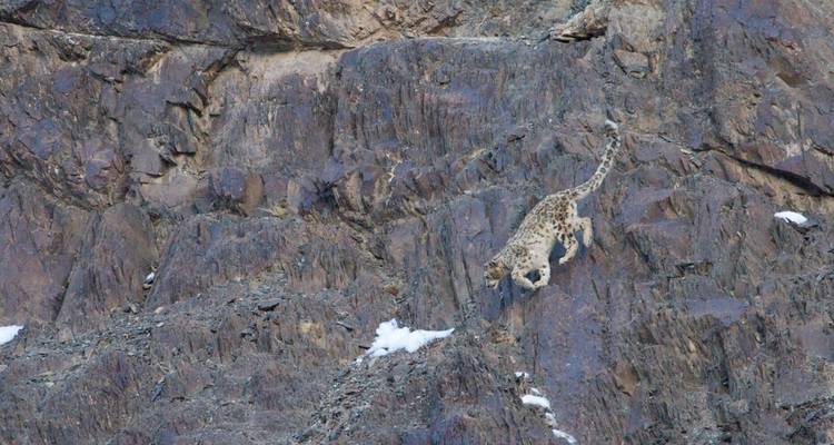 Leopardo de las nieves camuflado en la ladera de una montaña rocosa.