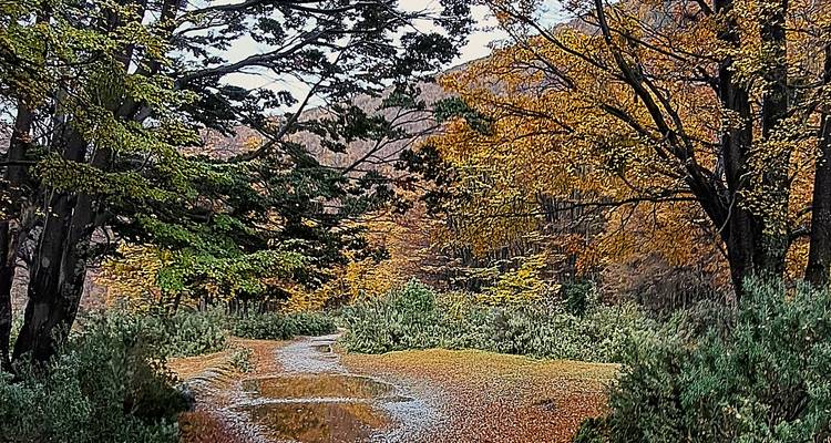 Sendero forestal cubierto de hojas con follaje dorado y verde arqueándose sobre tu cabeza, charcos después de la lluvia.