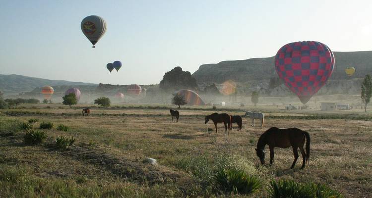 Chevaux broutant près de ballons dans un champ ouvert.
