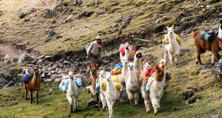 Hombre con una manada de llamas en un sendero de montaña.