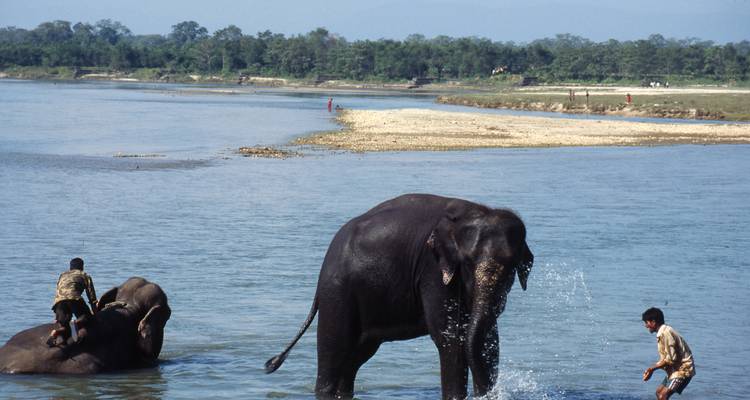 Enfants jouant avec des éléphants dans une rivière.