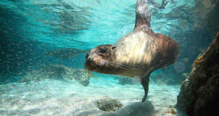 León marino nadando bajo el agua.