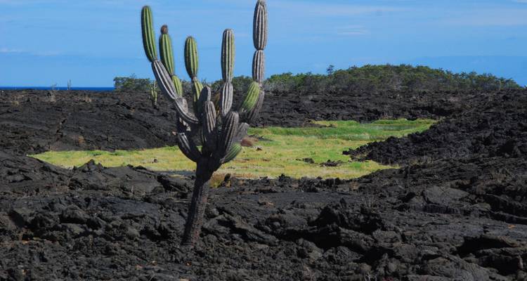 Una sola planta de cactus en un escarpado paisaje volcánico.