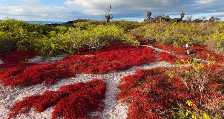 Plantas suculentas rojas cubriendo un paisaje rocoso junto al mar.