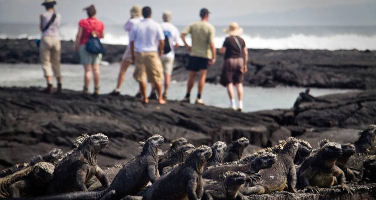 Grupo de turistas cerca de una orilla con numerosas iguanas.