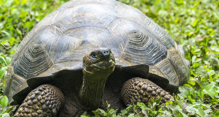 Tortuga gigante descansando sobre hierba verde.