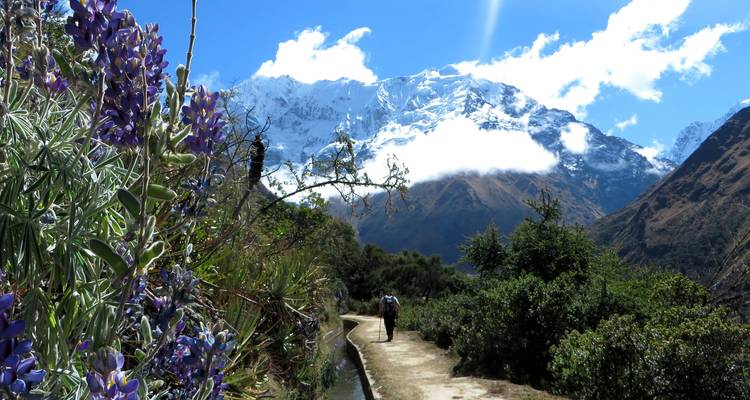 Senderista por un sendero rodeado de vegetación exuberante y picos nevados.