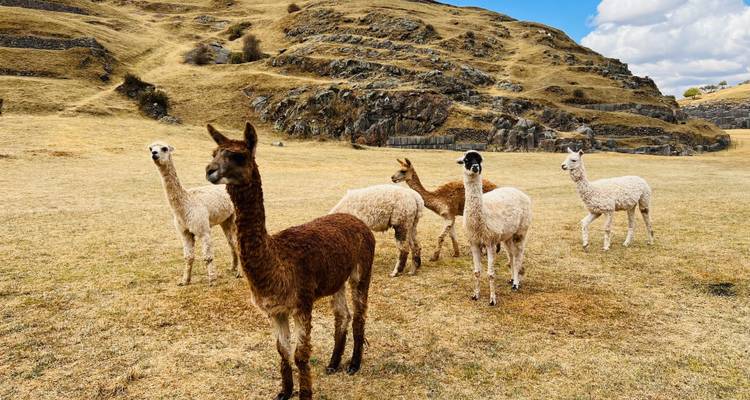 Group of llamas and alpacas graze on a dry high-Andean plain surrounded by rocky hills.