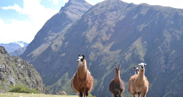 Trois lamas debout sur une colline herbeuse avec des montagnes en arrière-plan.
