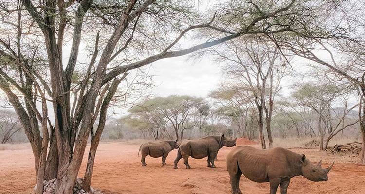 Three rhinos standing under a tree on reddish earth in Tanzania.