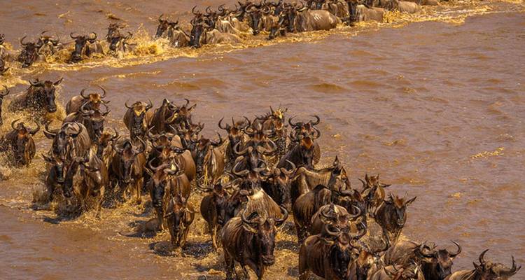 Wildebeest crossing a river during migration in Tanzania.