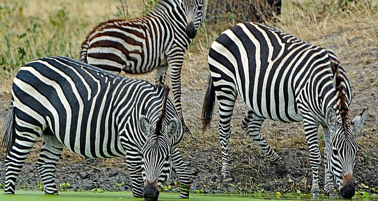 Zebras drinking from a waterhole in Tanzania.