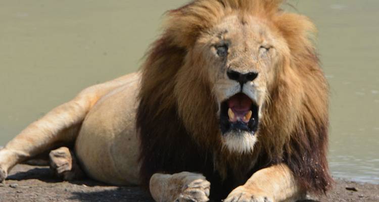 Lion resting by a waterhole in the sunshine.