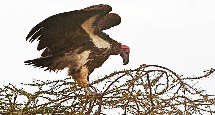 A vulture perched on a tree branch.