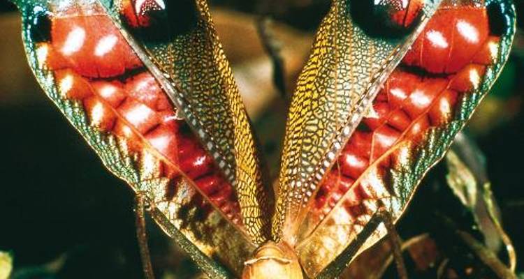 Tambopata Rainforest - 4 day - World Expeditions