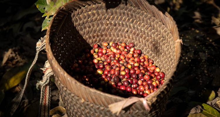 Geweven mand gevuld met vers geoogste rode koffiebessen in gevlekt boslich.