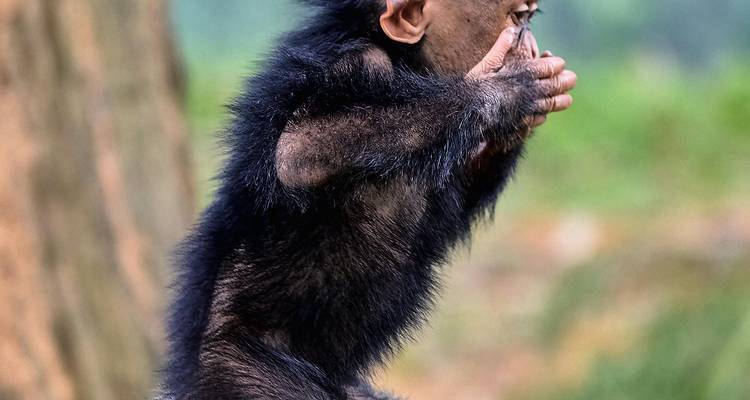 Un mono visto de perfil sosteniendo algo en sus manos