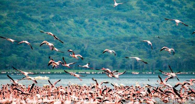 Un gran grupo de flamencos rosados junto a un lago
