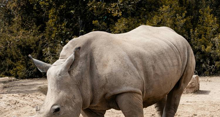 Un rinoceronte parado en un hábitat natural