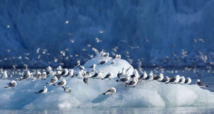 Numerous seabirds resting on a small iceberg set against a deep blue glacier wall.